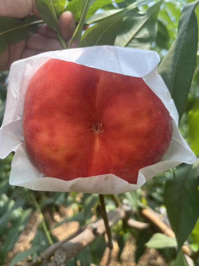 蟠桃黄心蟠桃毛蟠桃