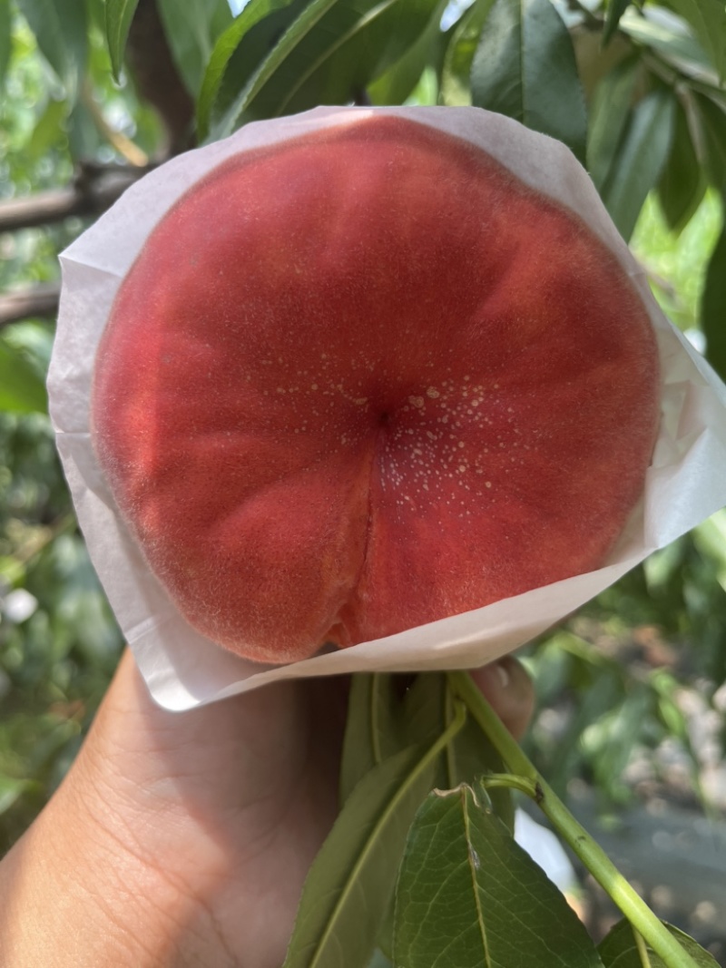 蟠桃黄心蟠桃毛蟠桃
