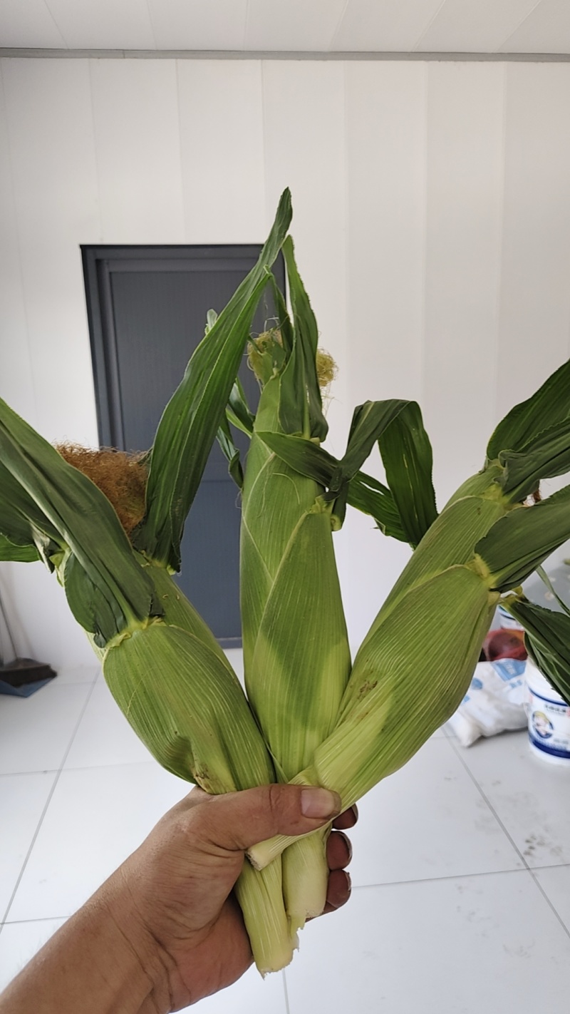 牛奶爆浆玉米