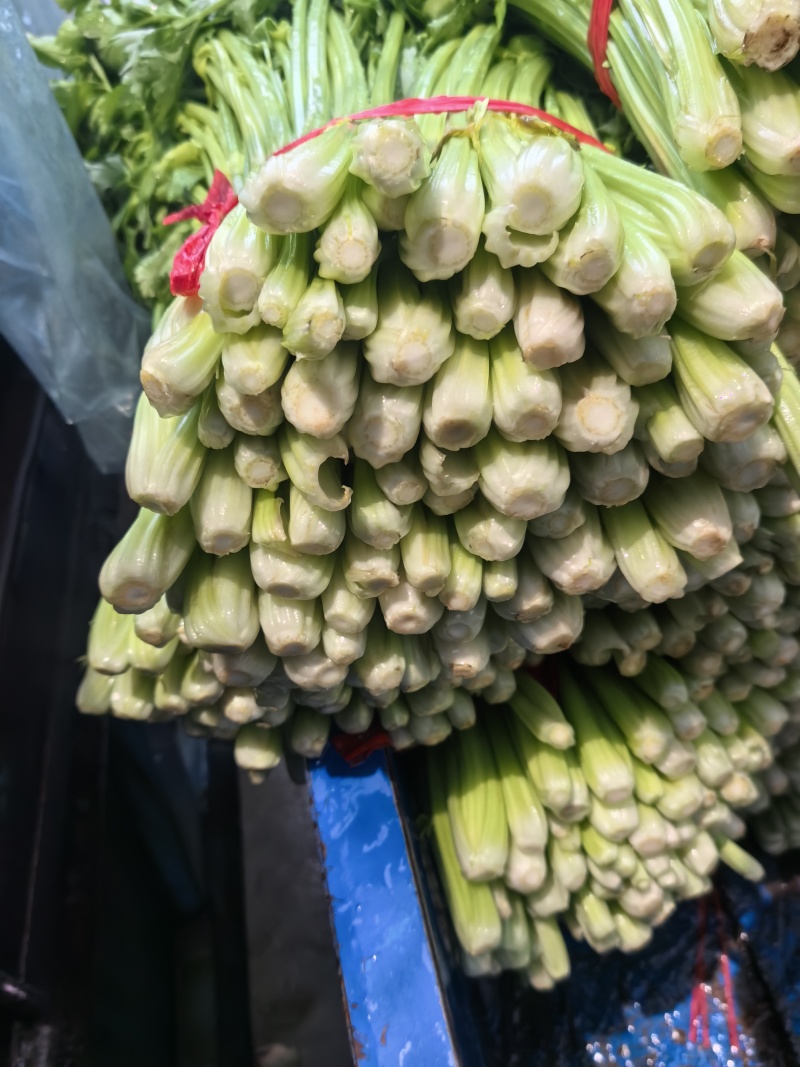 宁夏芹菜大量上市产地一手货源现采现发批发一条龙服务