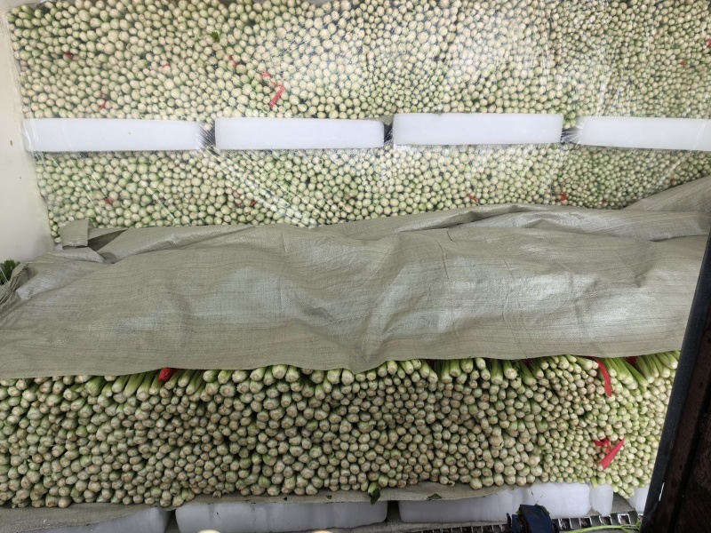 宁夏芹菜大量上市产地一手货源现采现发批发一条龙服务
