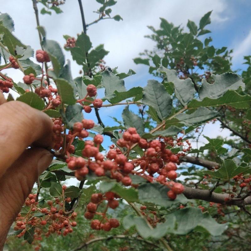 陇南花椒