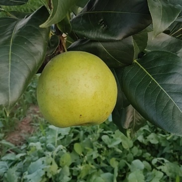 翠冠梨