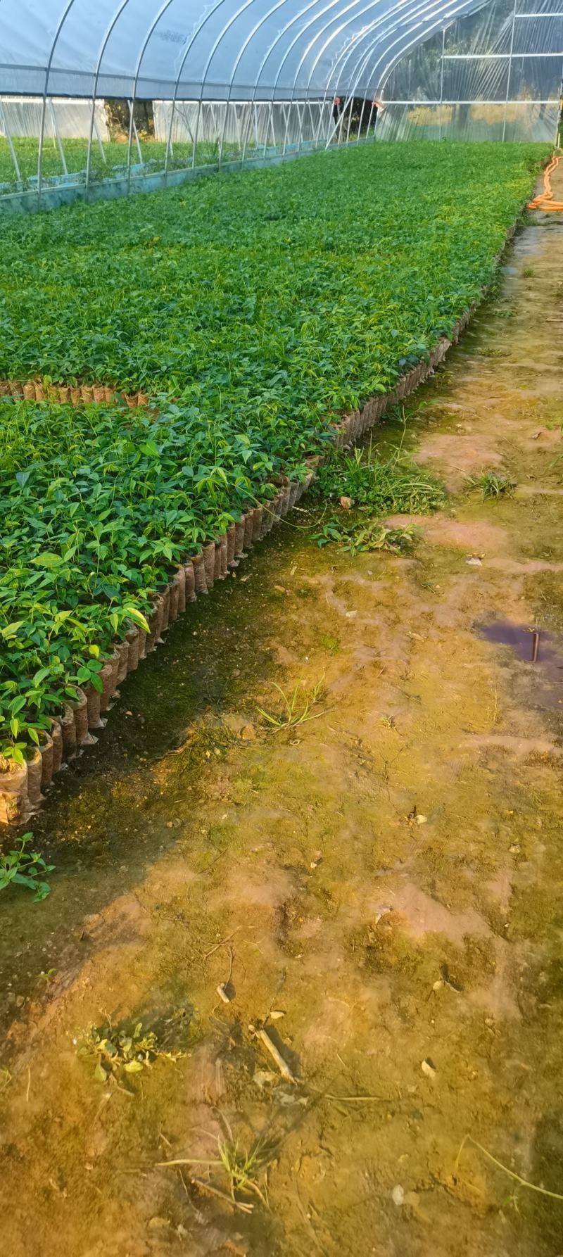 小叶牛大力苗