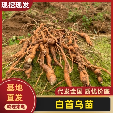 正宗露天培育的大叶隔山消白首乌驯化苗，根系发达产量高