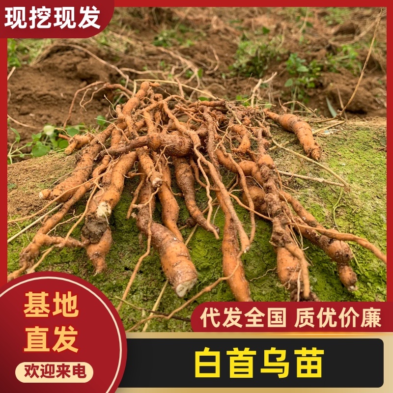 正宗露天培育的大叶隔山消白首乌驯化苗，根系发达产量高