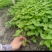 正宗露天培育的大叶隔山消白首乌驯化苗，根系发达产量高