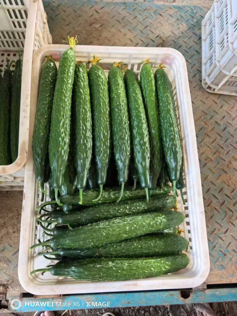 山东聊城莘县密刺黄瓜大量上市品质保证诚信经营欢迎