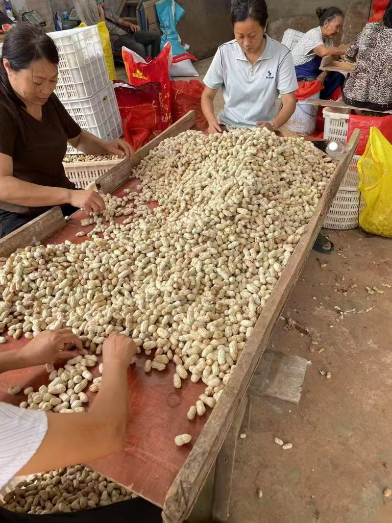 红皮花生产地直供大量有货，对接超市电商批发市场，全国发货