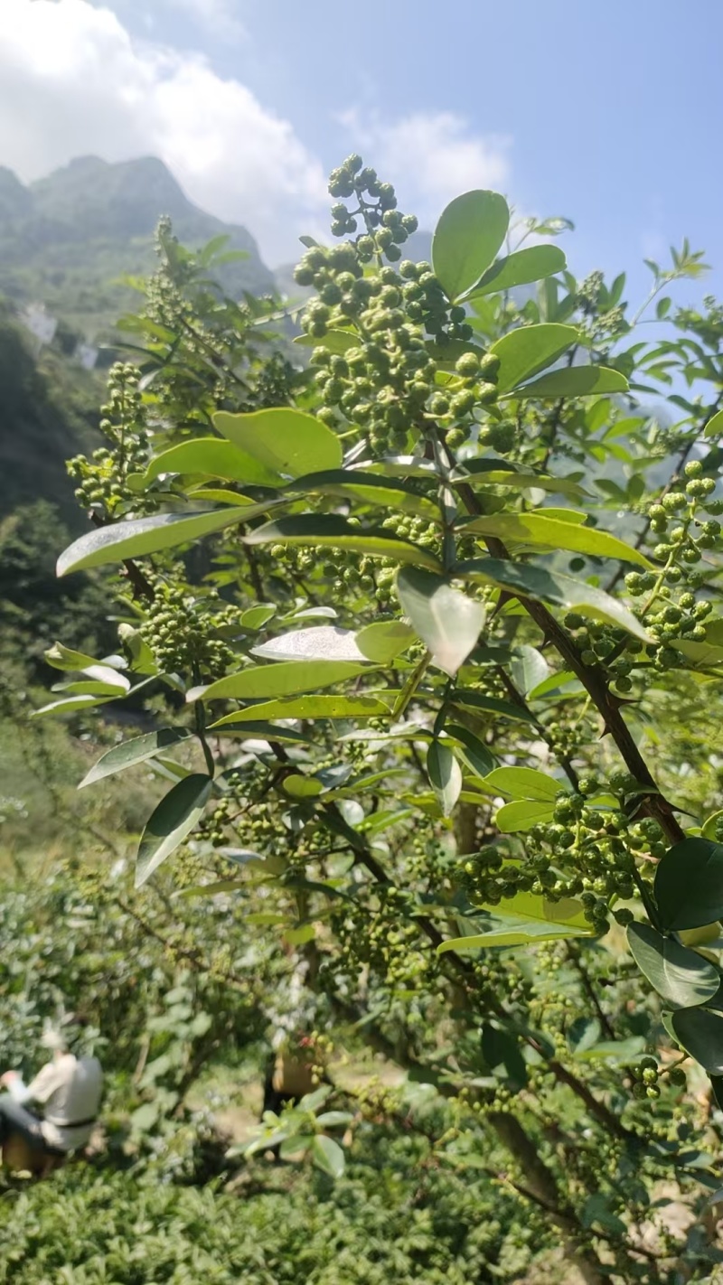 四川生花椒产地直供，对接超市电商批发市场，欢迎咨询