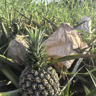 原生态种植西瓜凤梨