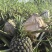 原生态种植西瓜凤梨