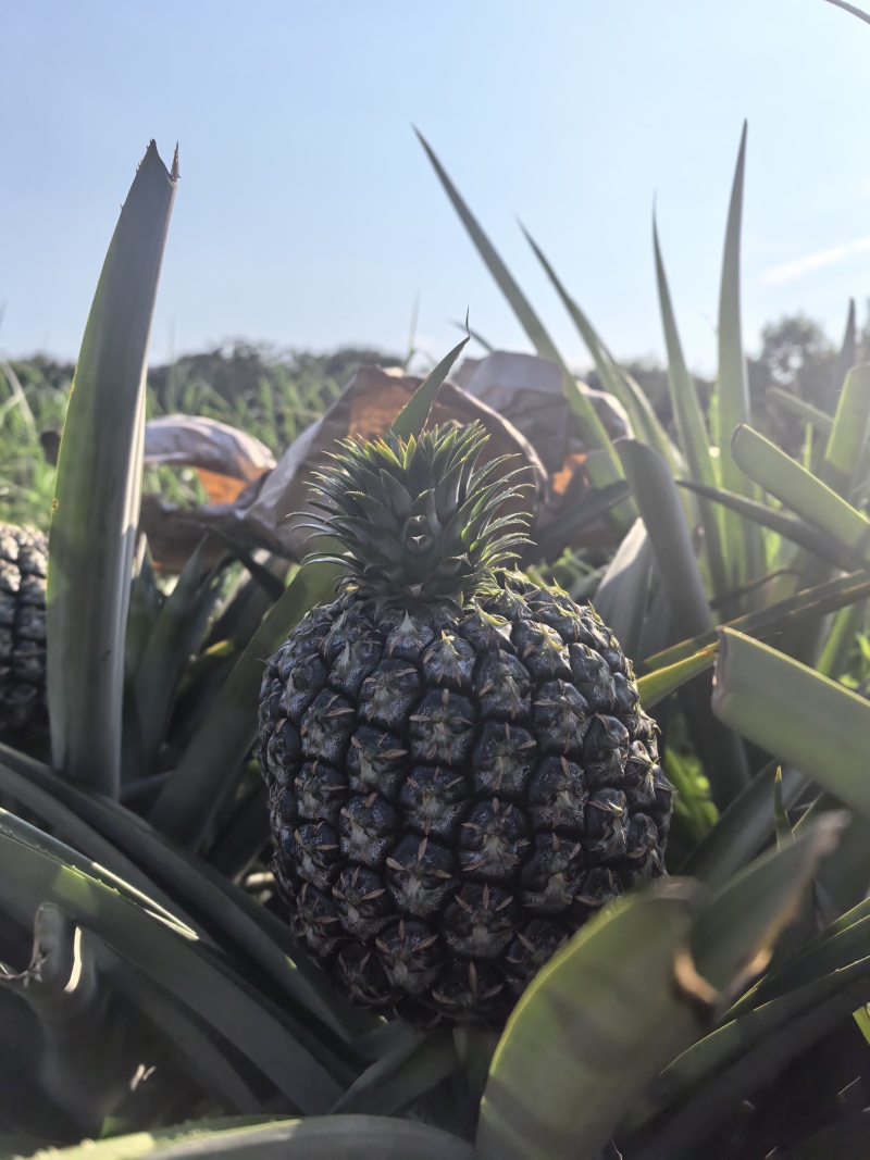 原生态种植西瓜凤梨