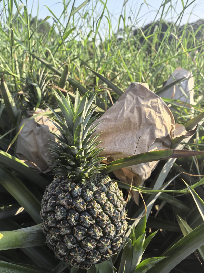 原生态种植西瓜凤梨