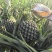 原生态种植西瓜凤梨