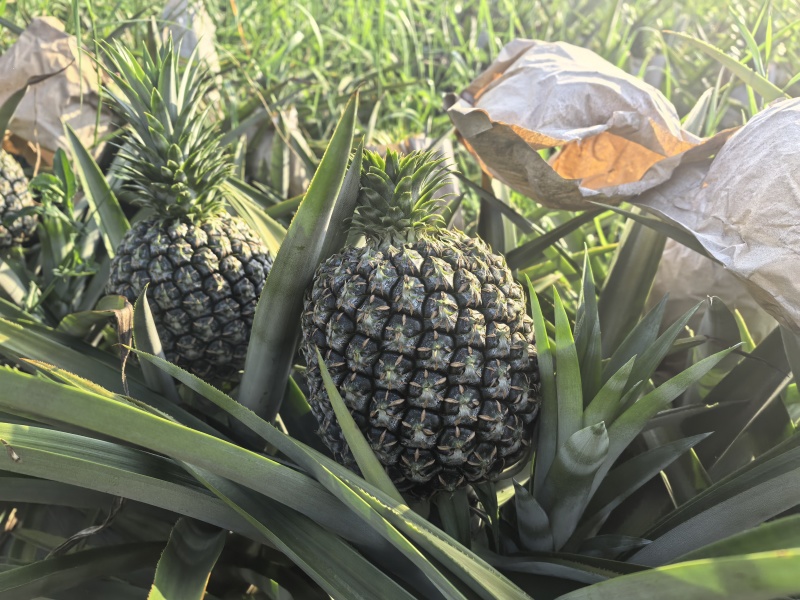 原生态种植西瓜凤梨