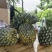 原生态种植西瓜凤梨