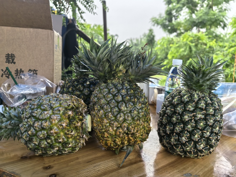 原生态种植西瓜凤梨