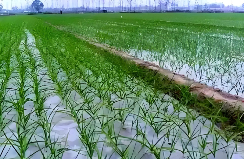 大青颗蒜种产地直供品质保证全国发货