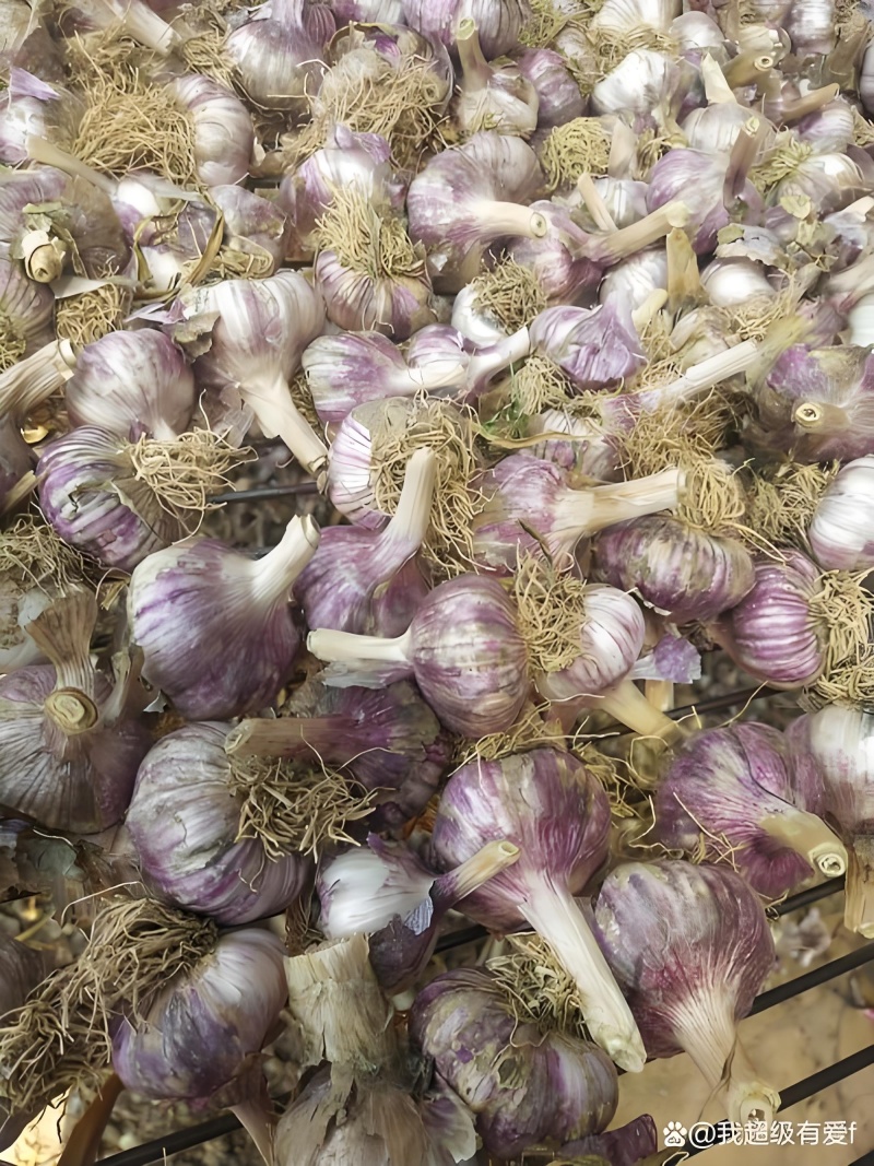 大青颗蒜种产地直供品质保证全国发货