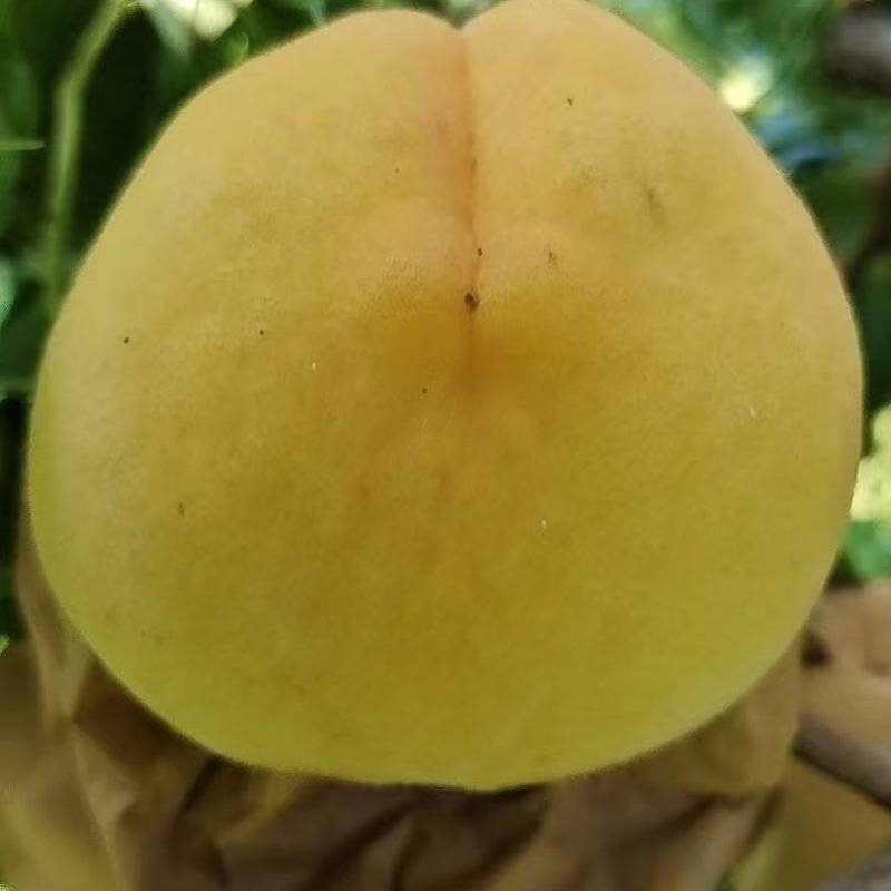 黄金刚桃