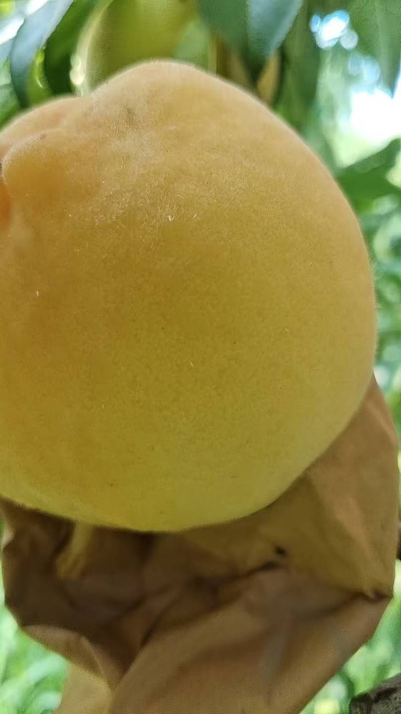 黄金刚桃