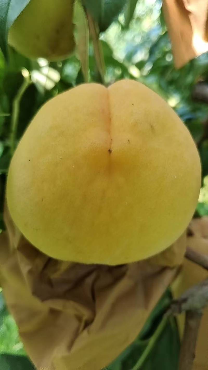 黄金刚桃