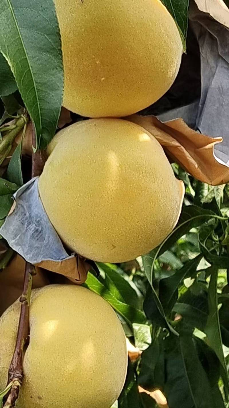 黄金刚桃
