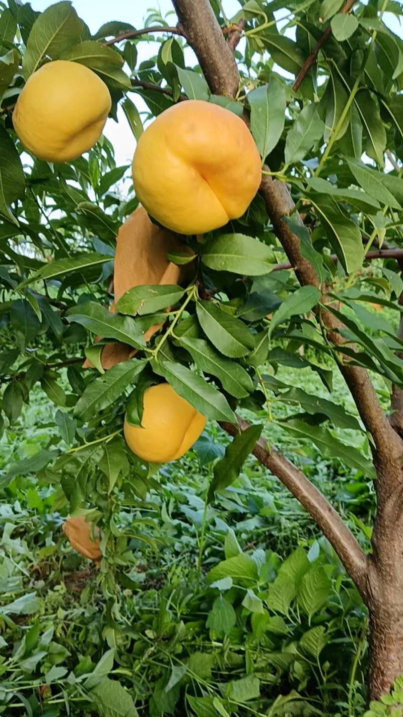 黄金刚桃