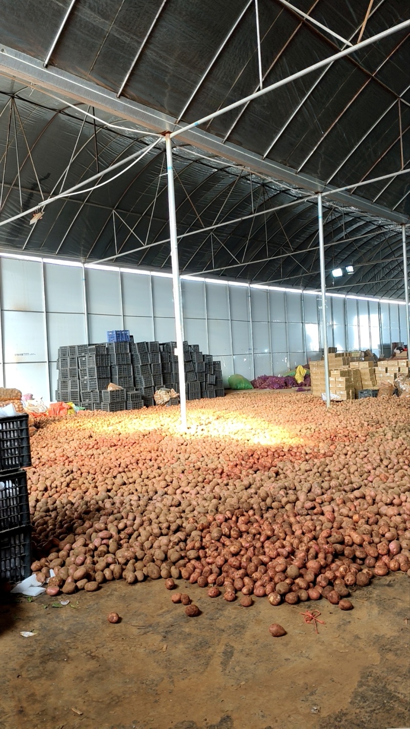 高原青薯九号出货，可电商一件代发，多多仓原料供应，市场档口供