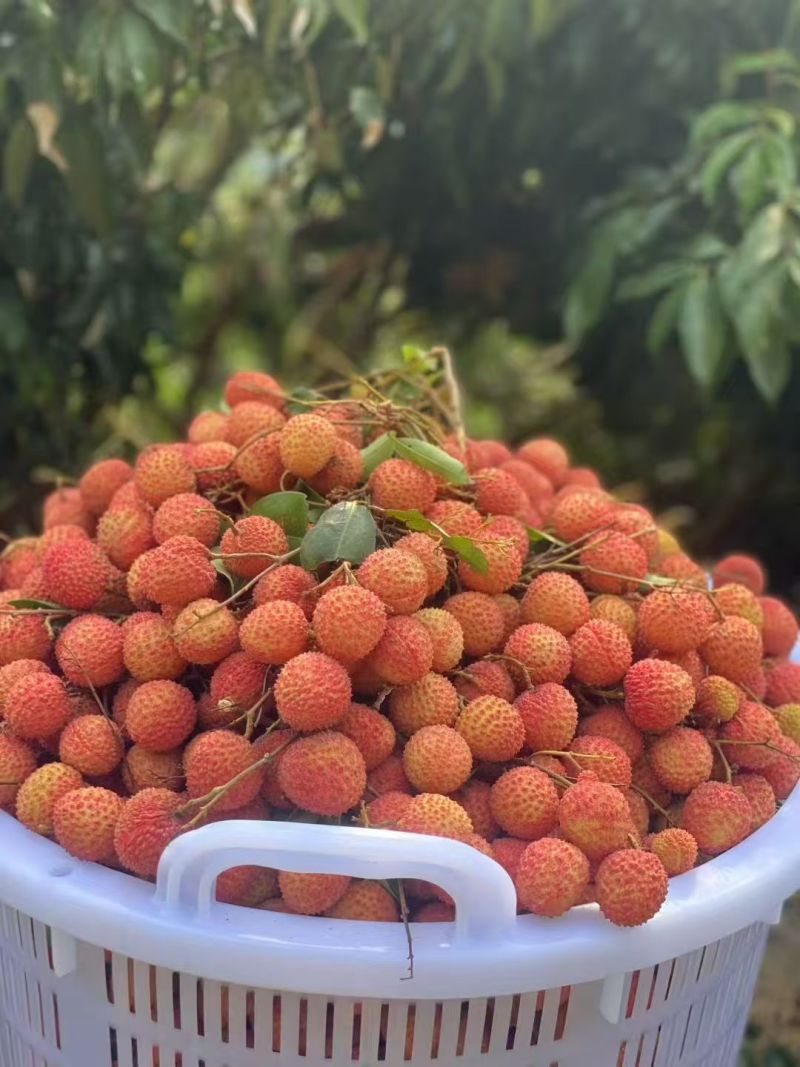 玉荷包，桂味，无籽，荔枝王。