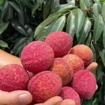 玉荷包，桂味，无籽，荔枝王。