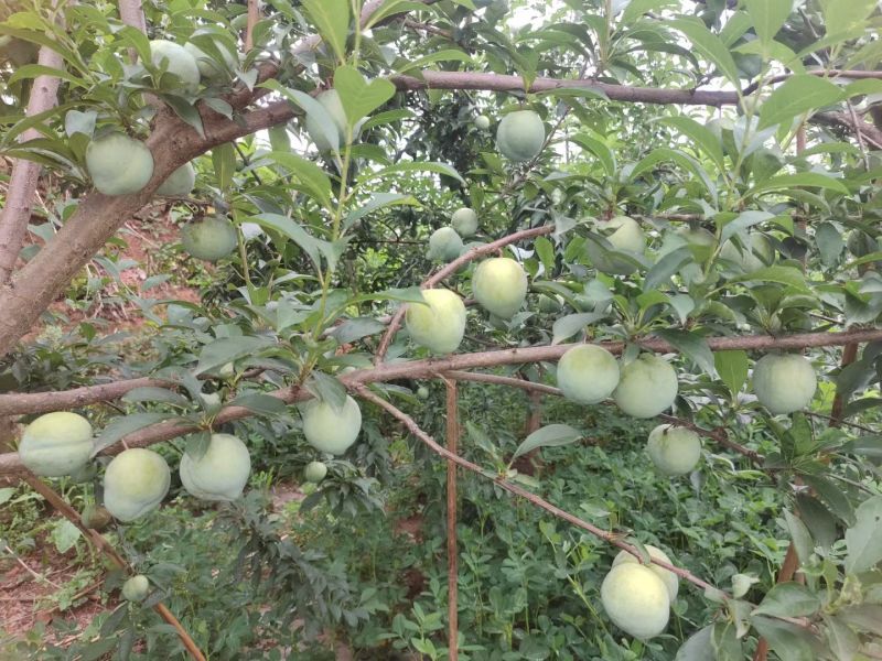 四川宜宾黄金奈李，近期大量成熟，有兴趣老板私聊下