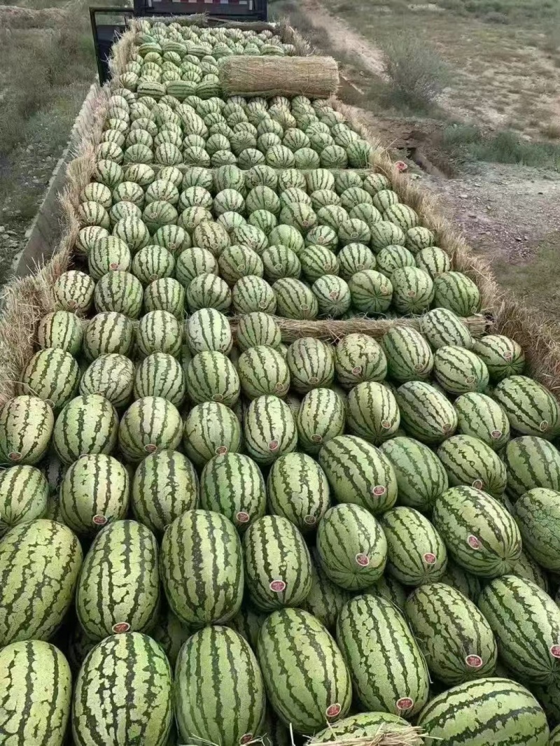 【实力推荐】精品硒砂瓜石头瓜金城5产地直发量大从优