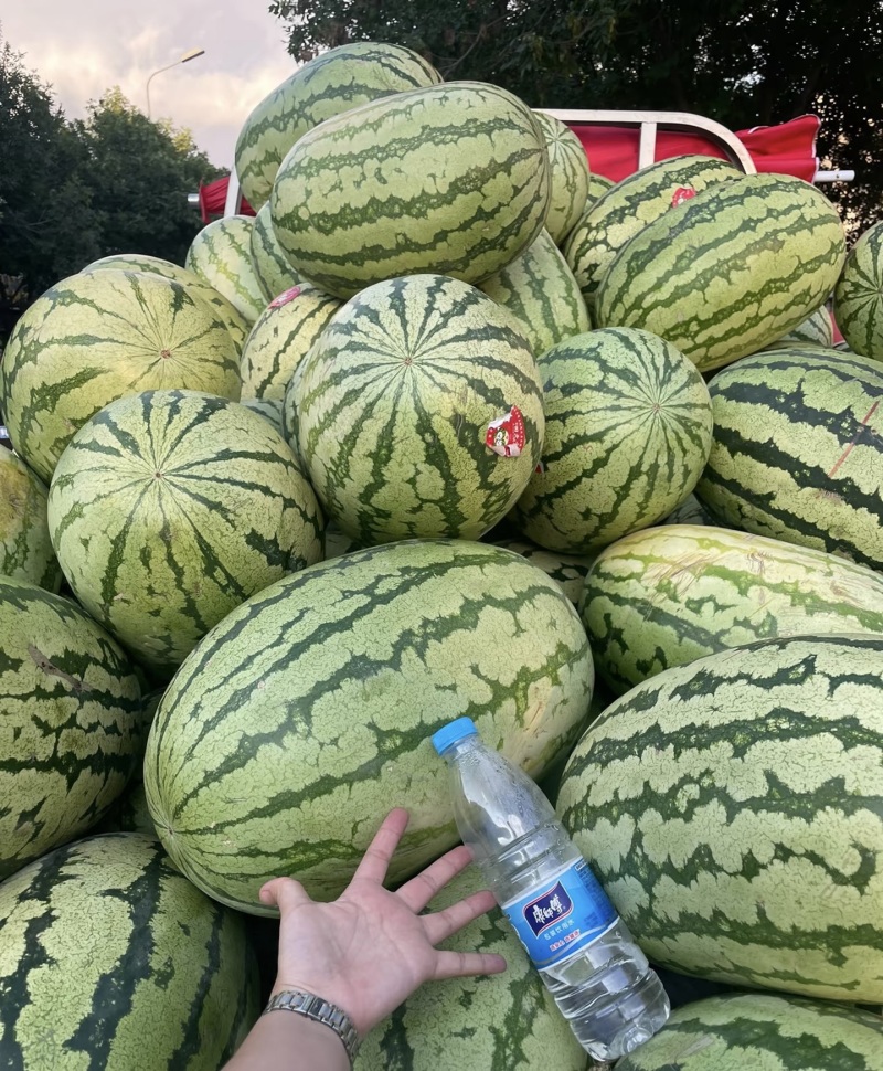 【实力推荐】精品硒砂瓜石头瓜金城5产地直发量大从优