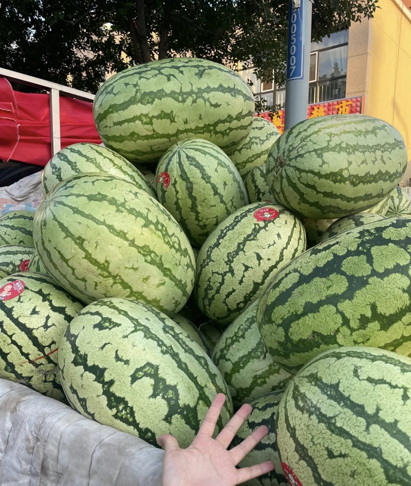 【实力推荐】精品硒砂瓜石头瓜金城5产地直发量大从优