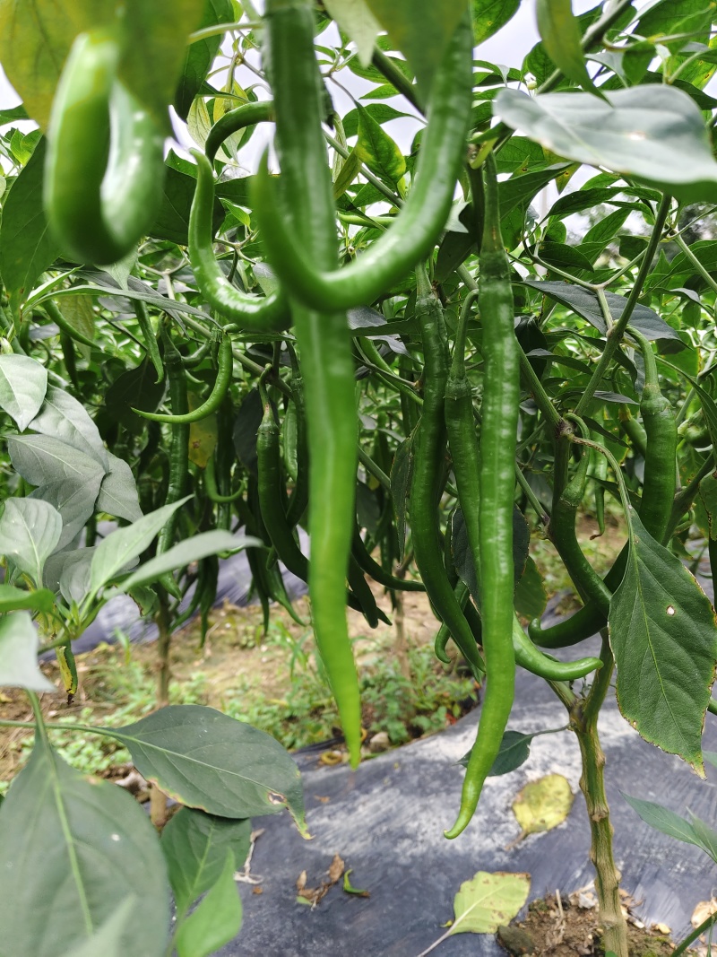 3号线椒