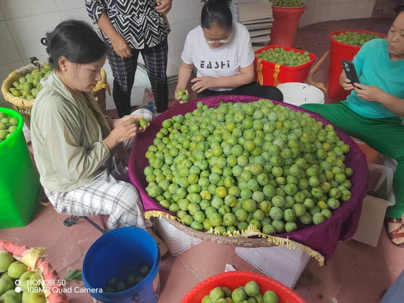 精品青脆李子大量上市品质保证量大从优一手货源