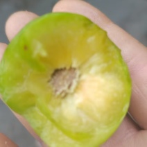 精品青脆李子大量上市品质保证量大从优一手货源
