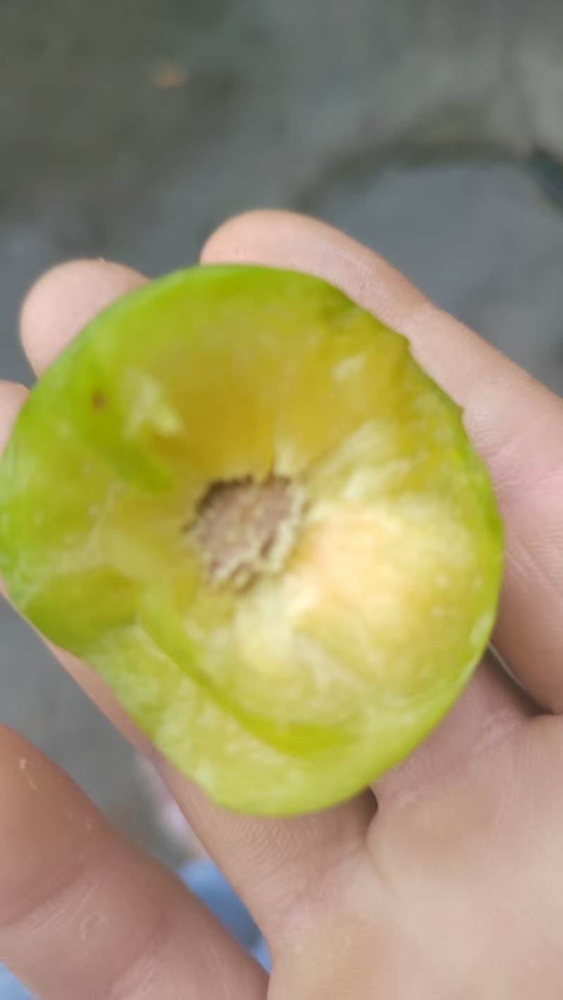 精品青脆李子大量上市品质保证量大从优一手货源