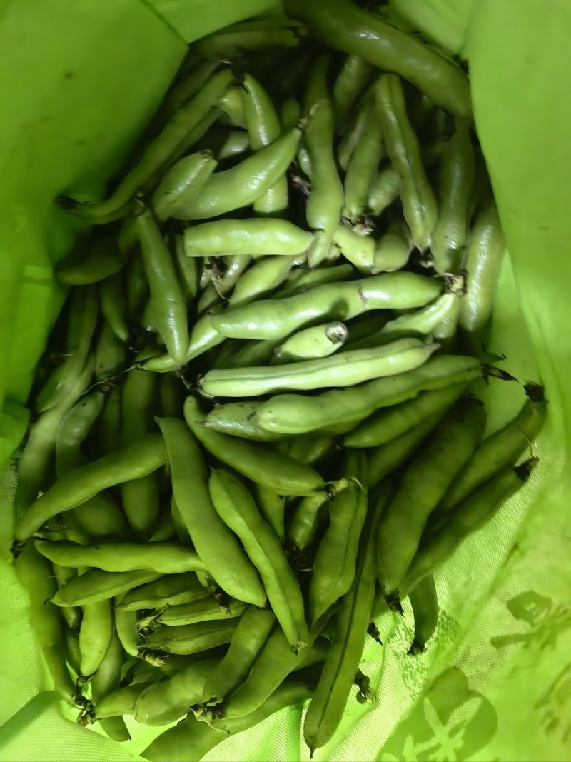 云南蚕豆