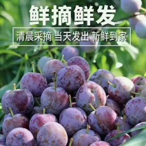 精品脆红李子大量上市品质保证量大从优一手货源