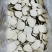 精选虎乳菌，纯手工精细切片，保留原有营养