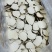 精选虎乳菌，纯手工精细切片，保留原有营养