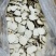 精选虎乳菌，纯手工精细切片，保留原有营养