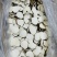 精选虎乳菌，纯手工精细切片，保留原有营养