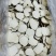 精选虎乳菌，纯手工精细切片，保留原有营养