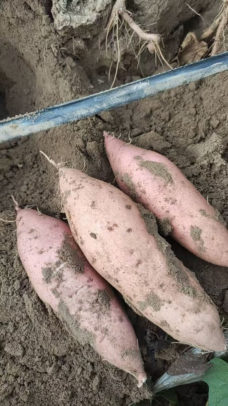 开封沙地龙九大量供应