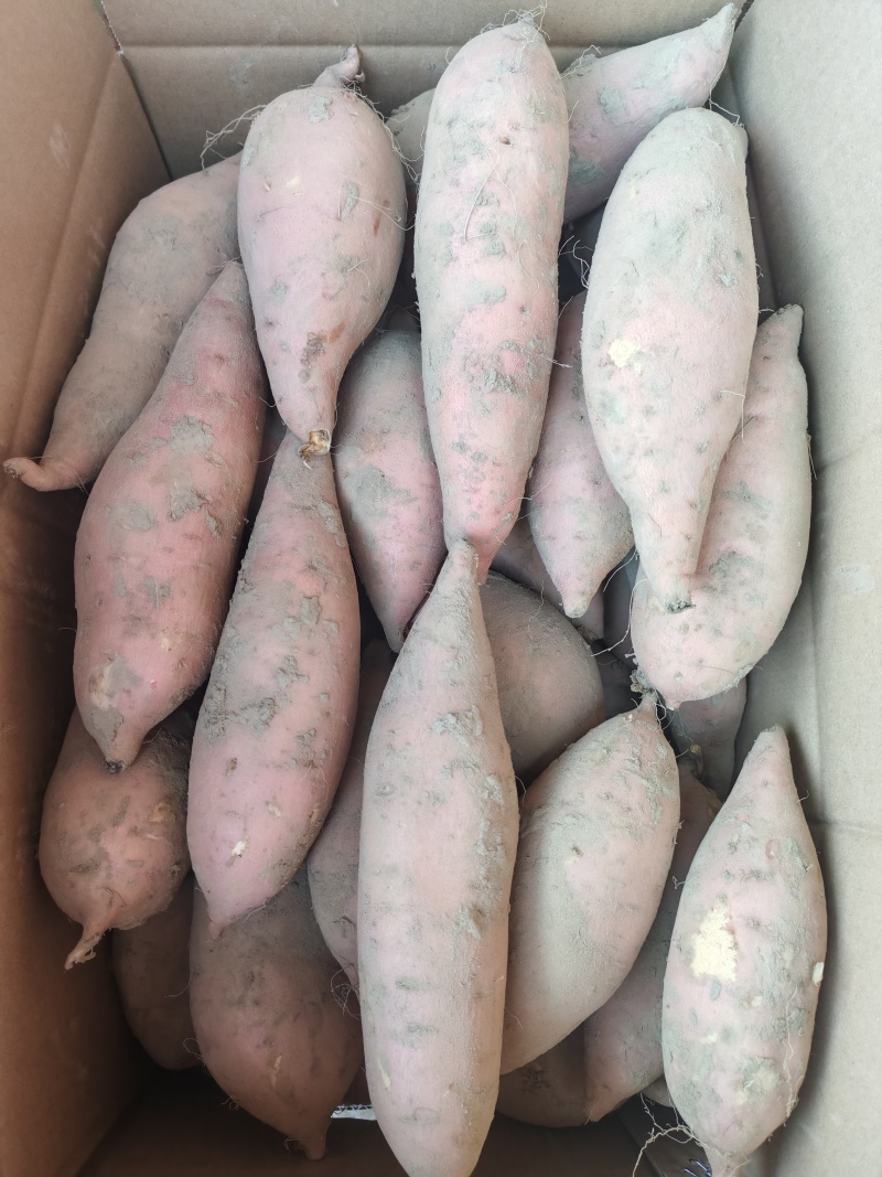 开封沙地龙九大量供应