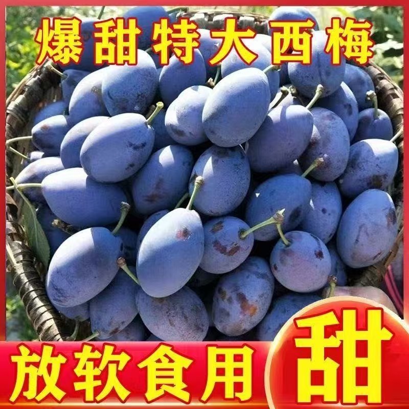 《一件代发》四川女神西梅法兰西西梅孕妇水果